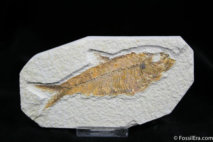 Good Sized Inch Knightia Fossil Fish #820